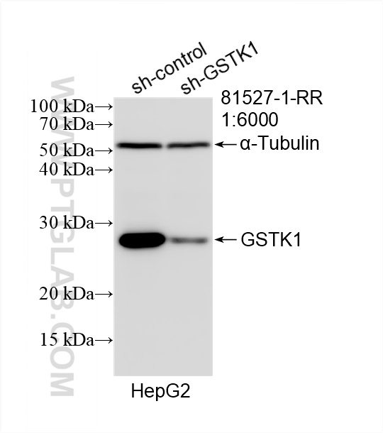 Western Blot (WB) analysis of HepG2 cells using GSTK1 Recombinant antibody (81527-1-RR)