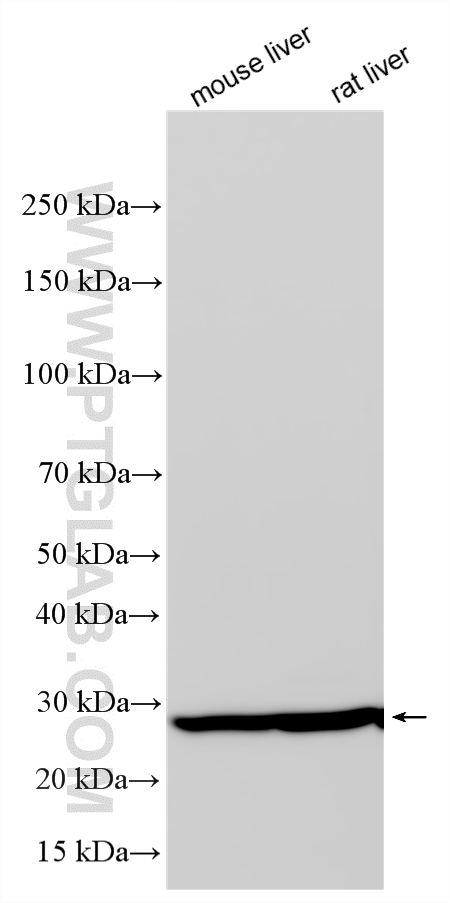 Western Blot (WB) analysis of various lysates using GSTM1 Polyclonal antibody (12412-1-AP)