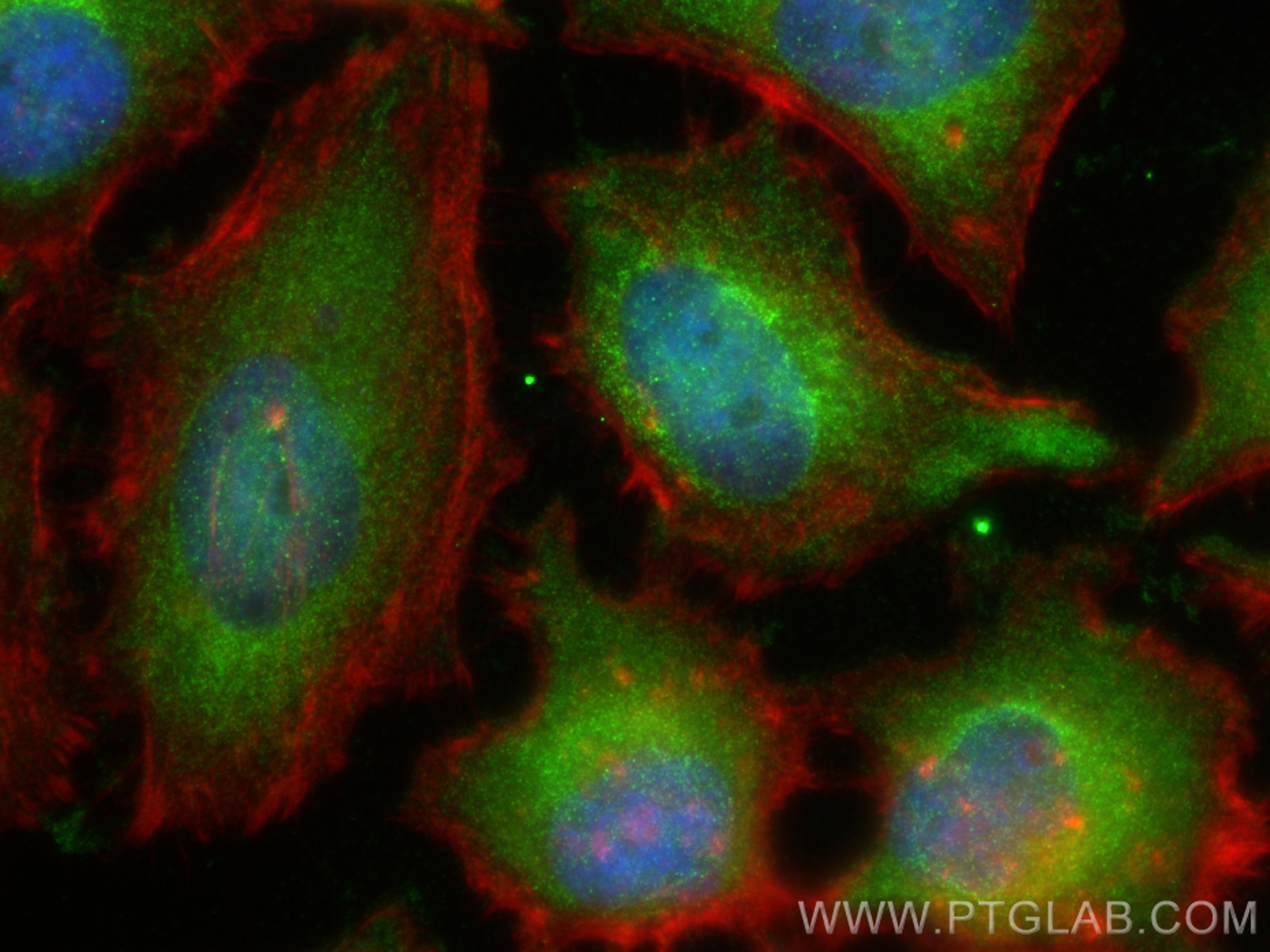 Immunofluorescence (IF) / fluorescent staining of HeLa cells using GSTM1 Monoclonal antibody (67862-1-Ig)