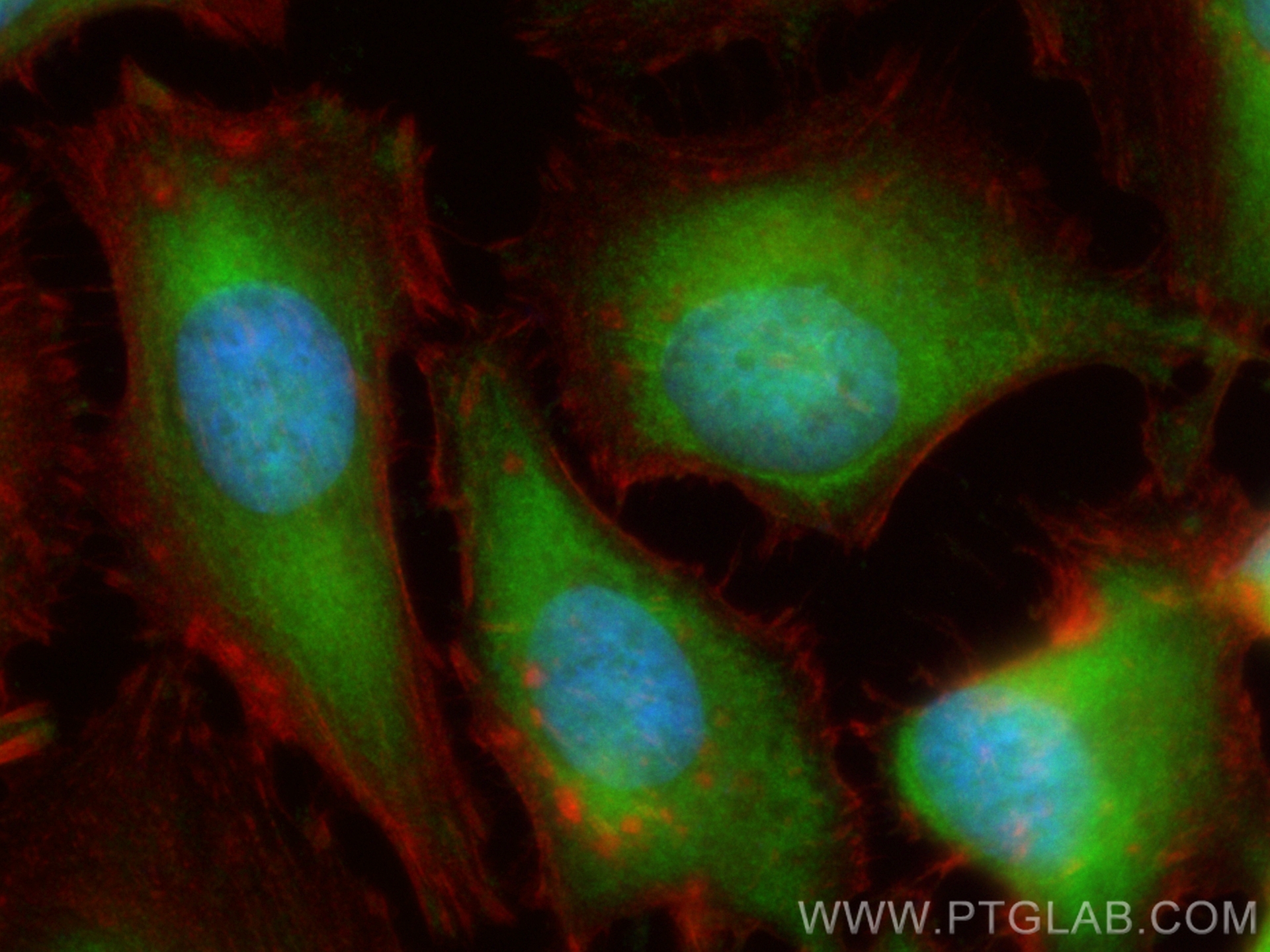 Immunofluorescence (IF) / fluorescent staining of HeLa cells using CoraLite® Plus 488-conjugated GSTM1 Monoclonal ant (CL488-67862)