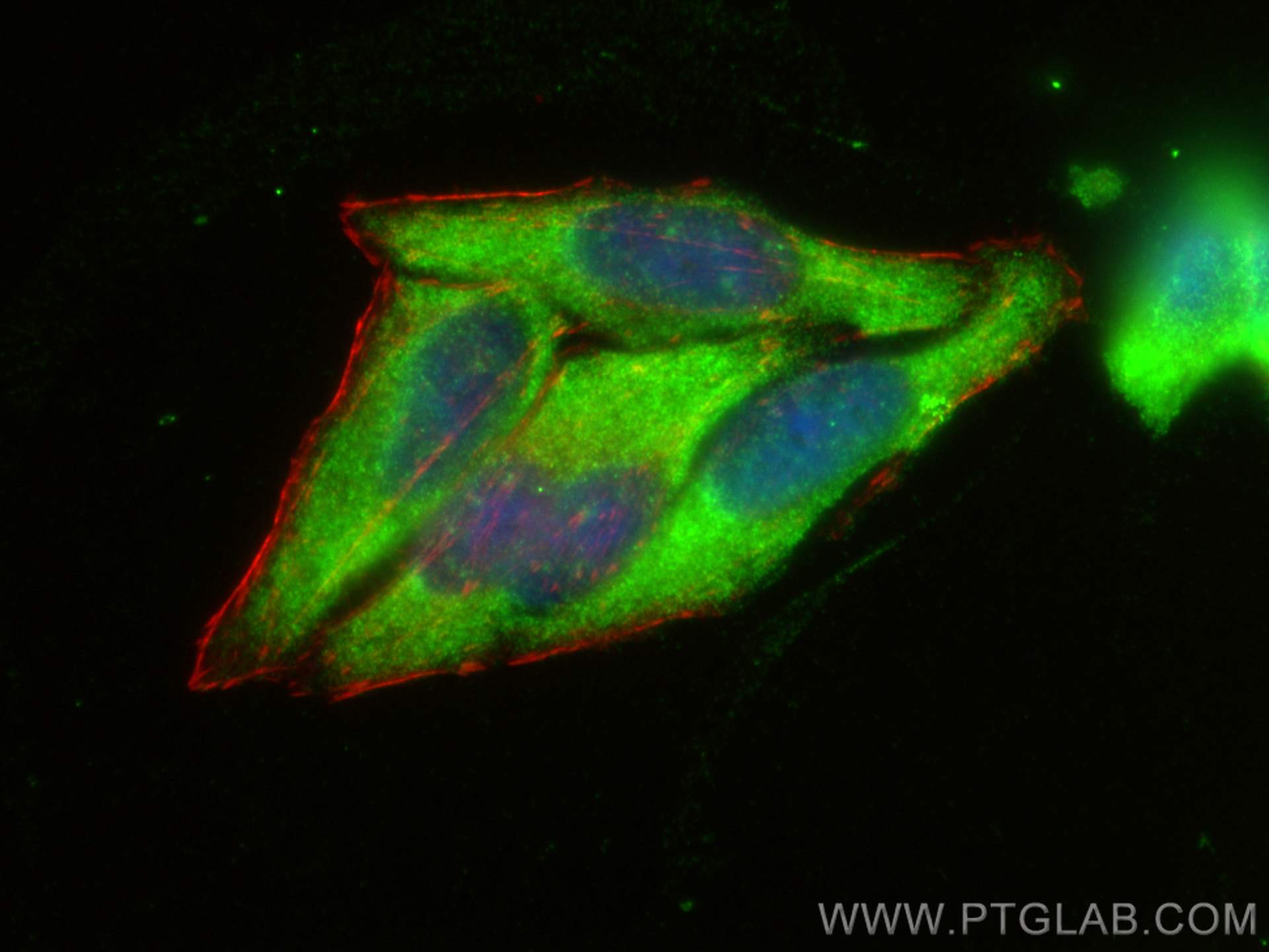 Immunofluorescence (IF) / fluorescent staining of HepG2 cells using GSTM4 Polyclonal antibody (16766-1-AP)