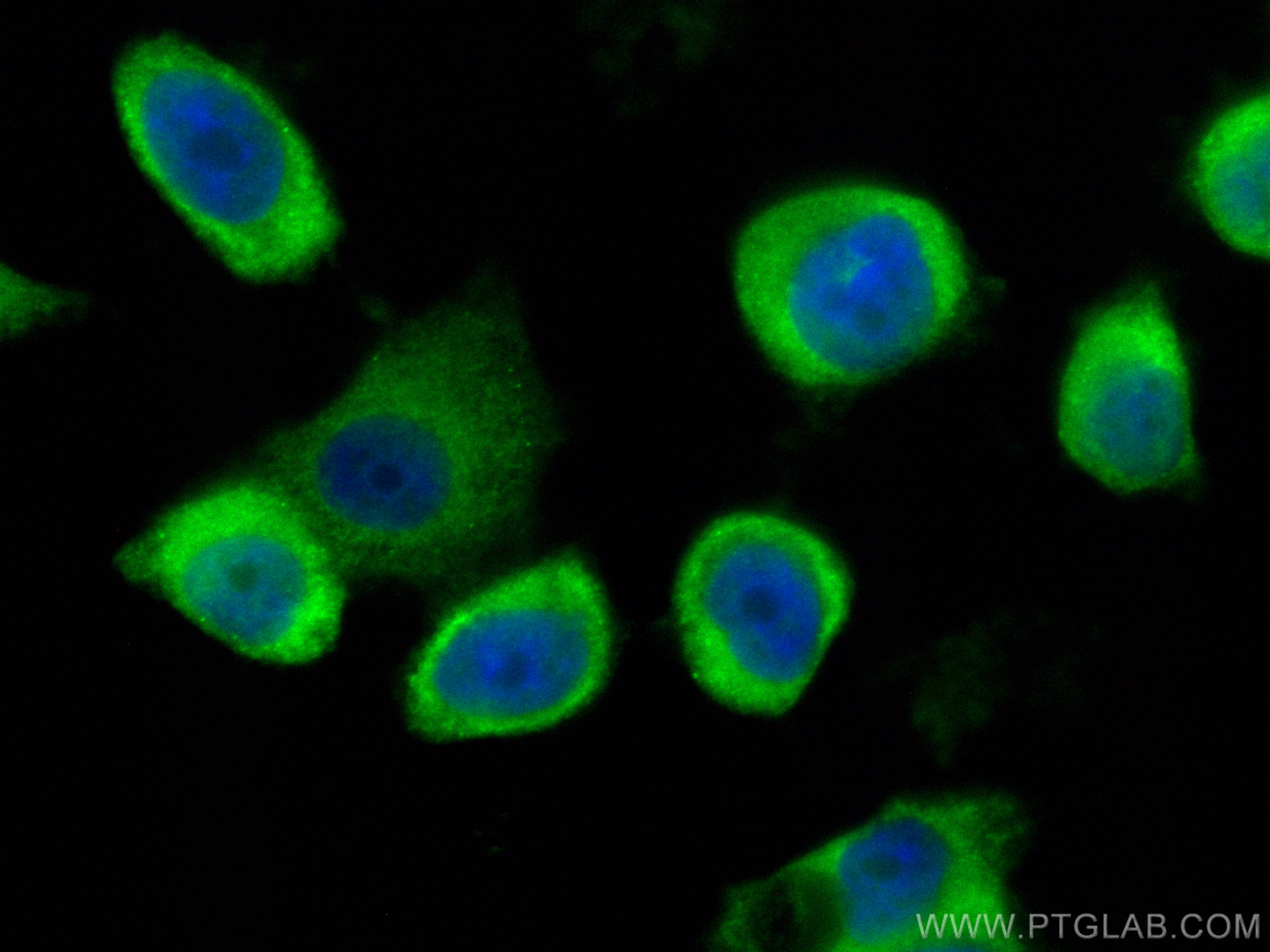 Immunofluorescence (IF) / fluorescent staining of PC-3 cells using CoraLite® Plus 488-conjugated GSTO1 Polyclonal ant (CL488-15124)