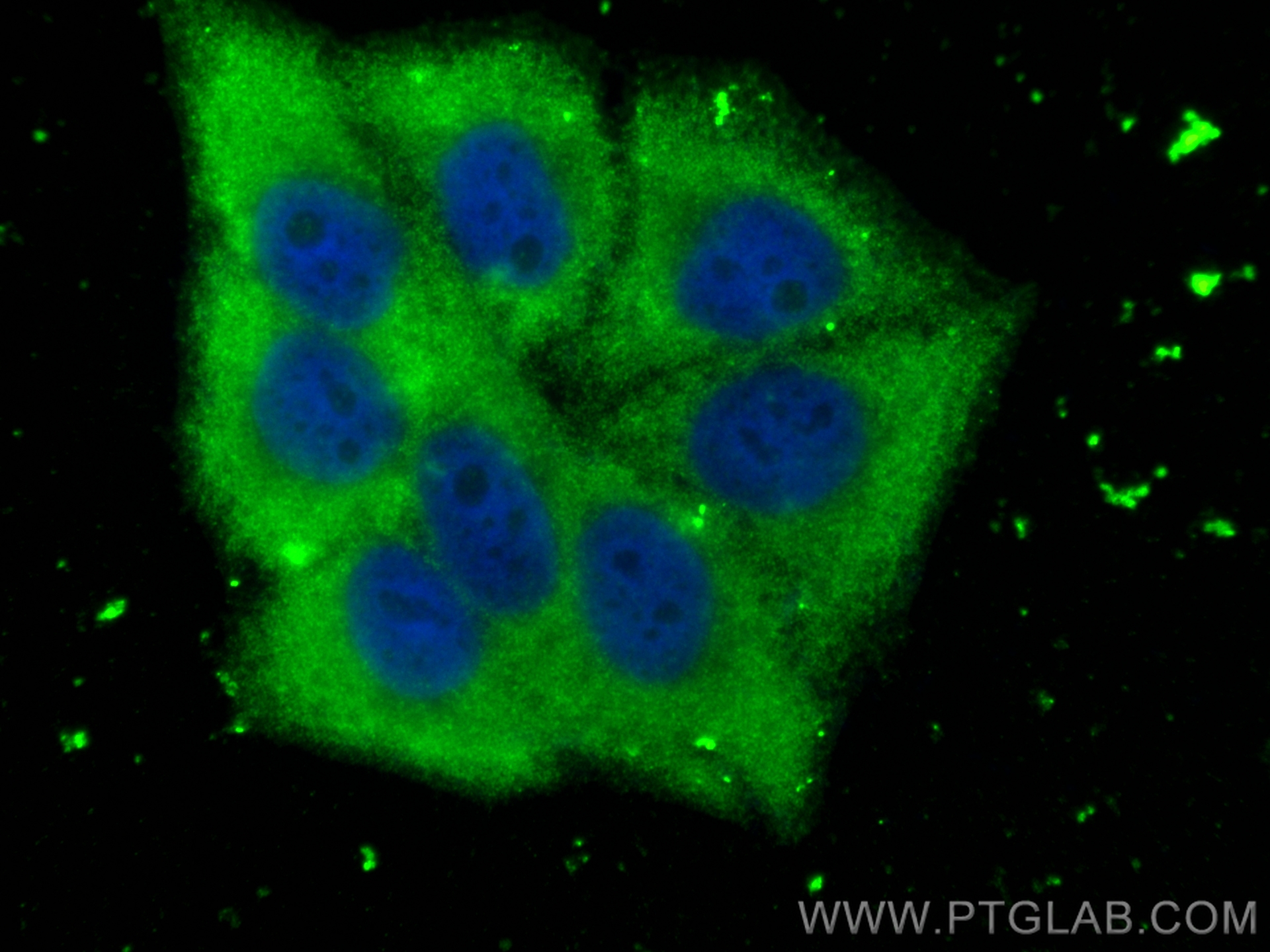 Immunofluorescence (IF) / fluorescent staining of HepG2 cells using GSTP1 Polyclonal antibody (15902-1-AP)