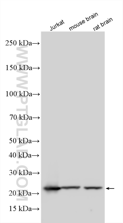 Western Blot (WB) analysis of Jurkat cells using GSTP1 Polyclonal antibody (15902-1-AP)