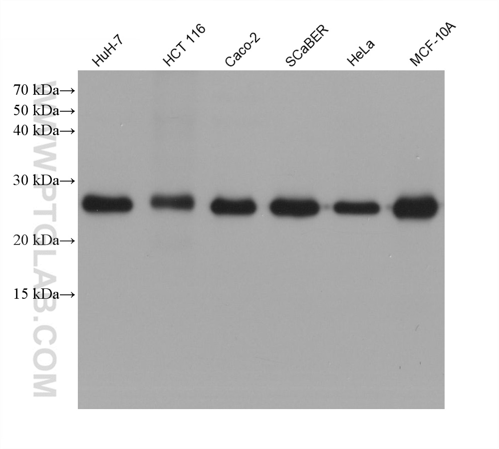 Western Blot (WB) analysis of various lysates using GSTP1 Monoclonal antibody (66715-1-Ig)