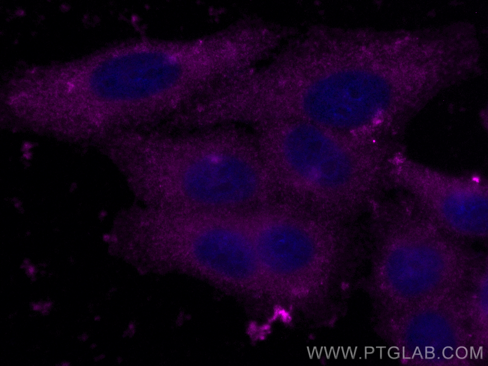 Immunofluorescence (IF) / fluorescent staining of HepG2 cells using CoraLite® Plus 647-conjugated GSTP1 Polyclonal ant (CL647-15902)