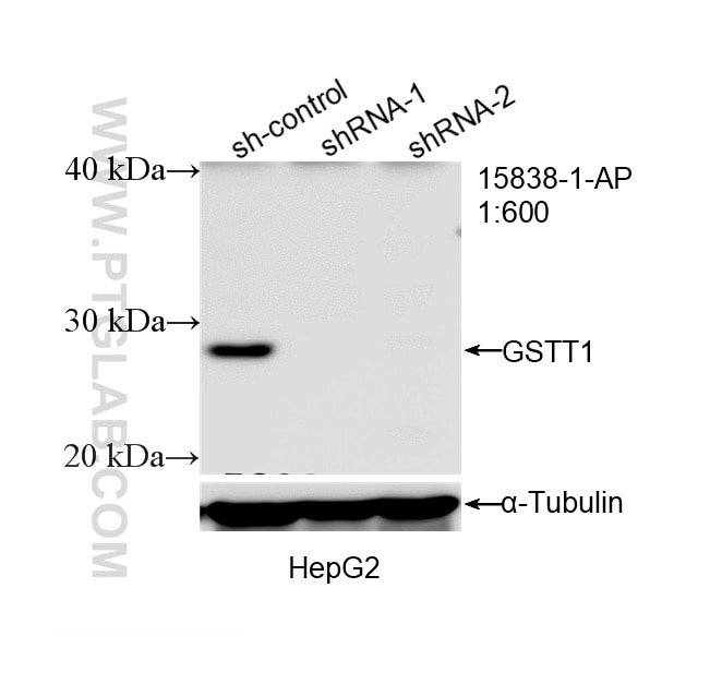 Western Blot (WB) analysis of HepG2 cells using GSTT1 Polyclonal antibody (15838-1-AP)