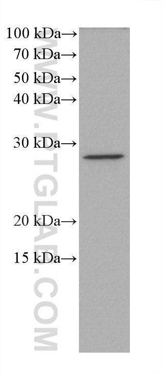 Western Blot (WB) analysis of K-562 cells using GSTT1 Monoclonal antibody (67645-1-Ig)