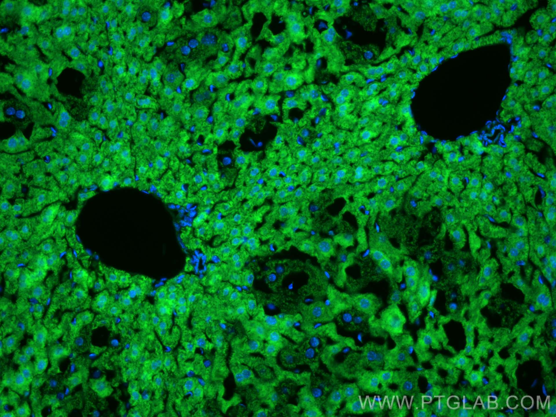 Immunofluorescence (IF) / fluorescent staining of mouse liver tissue using CoraLite® Plus 488-conjugated GSTT1 Monoclonal ant (CL488-67645)