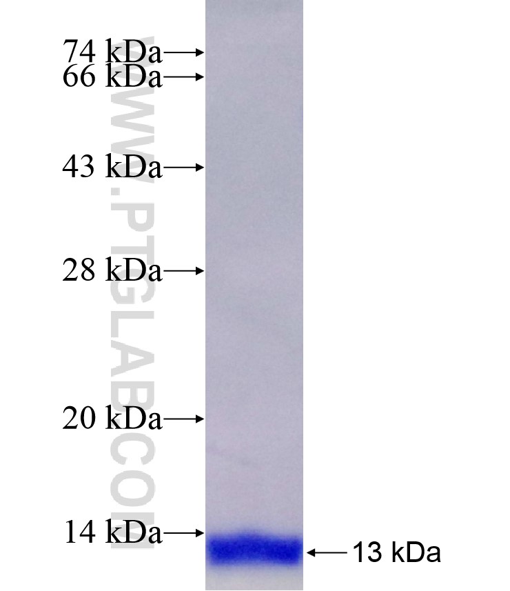 GTF2H5 fusion protein Ag23159 SDS-PAGE