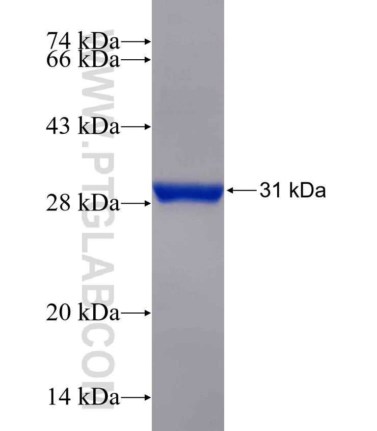 GTF2H5 fusion protein Ag30758 SDS-PAGE