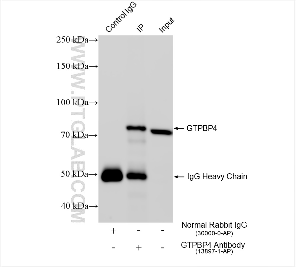 Immunoprecipitation (IP) experiment of HeLa cells using GTPBP4 Polyclonal antibody (13897-1-AP)