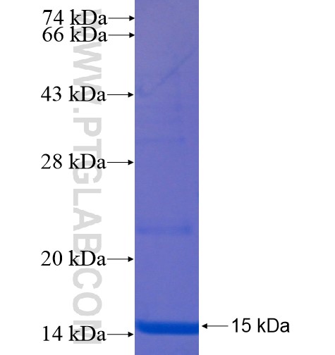 Uroguanylin fusion protein Ag12733 SDS-PAGE