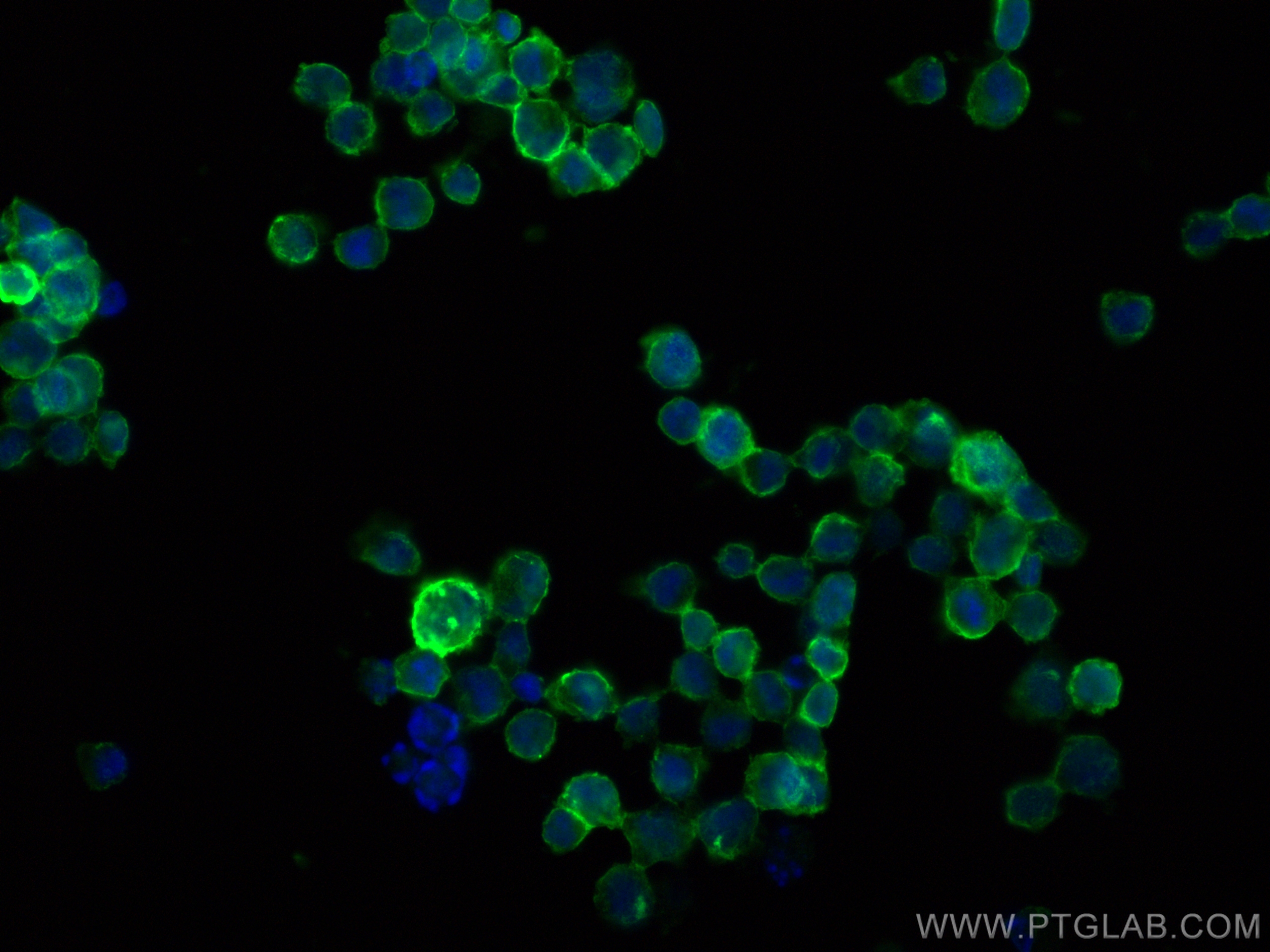 Immunofluorescence (IF) / fluorescent staining of K-562 cells using GYPC Polyclonal antibody (18147-1-AP)