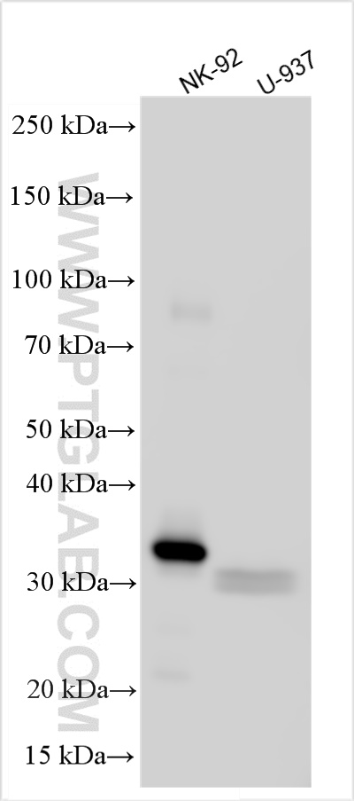 Western Blot (WB) analysis of various lysates using GZMB Polyclonal antibody (31521-1-AP)