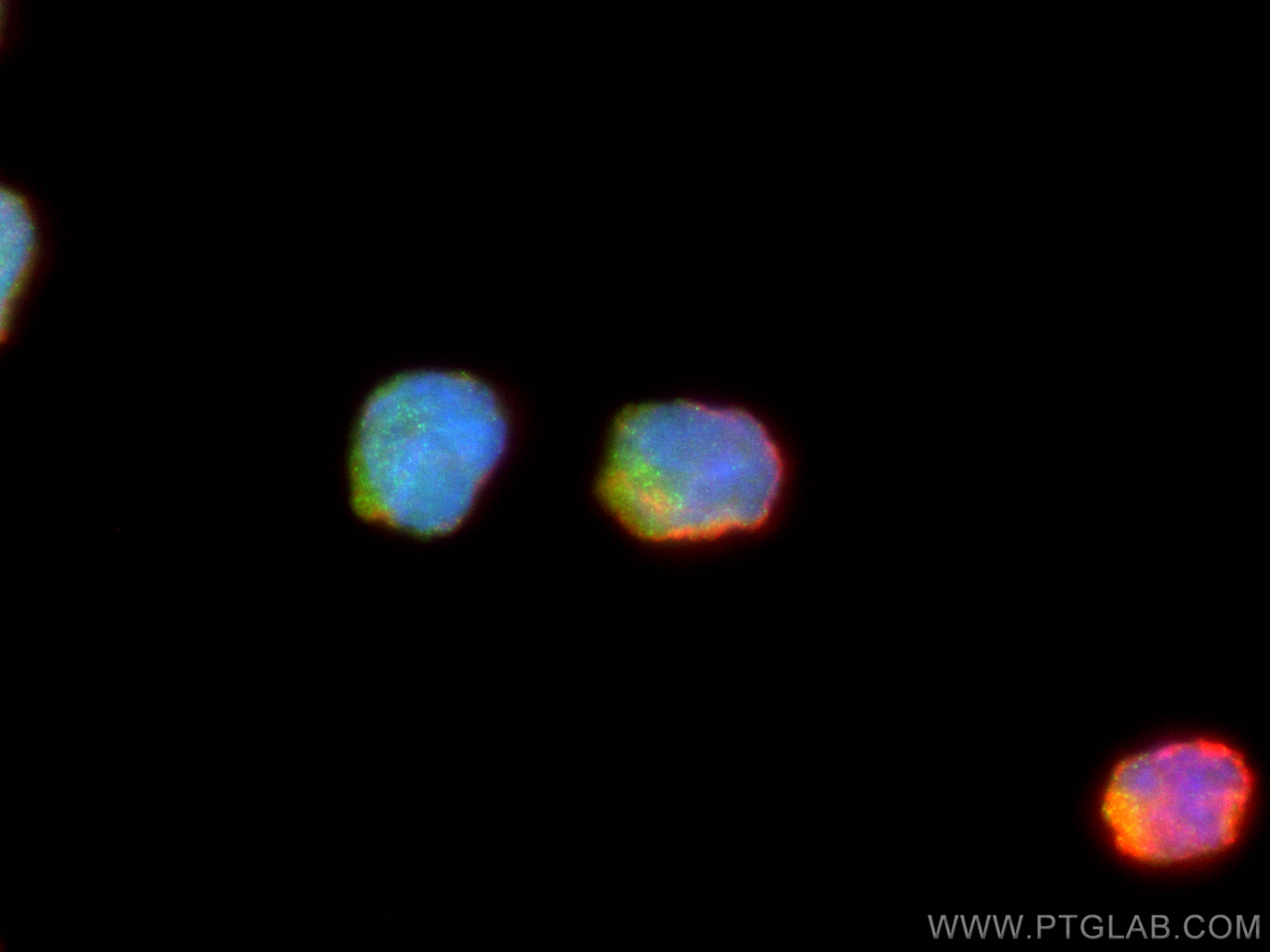 Immunofluorescence (IF) / fluorescent staining of NK-92 cells using Granzyme K Polyclonal antibody (27894-1-AP)