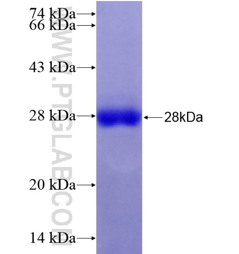 Galc fusion protein Ag28287 SDS-PAGE