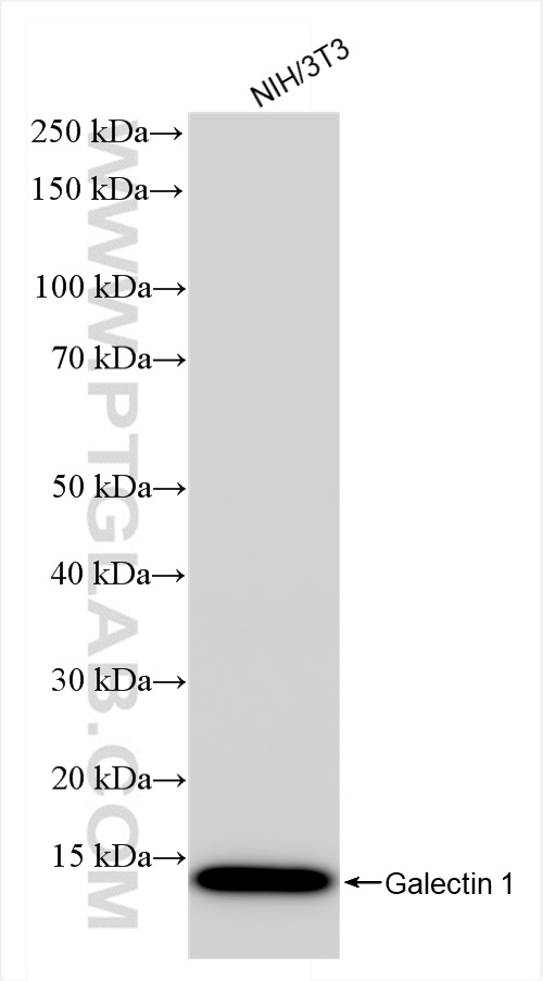 Western Blot (WB) analysis of NIH/3T3 cells using Galectin 1 Recombinant antibody (85091-1-RR)