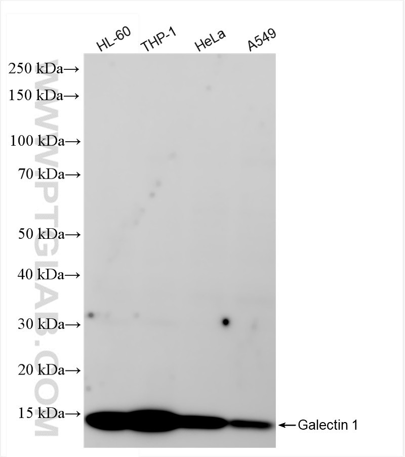 Western Blot (WB) analysis of various lysates using Galectin 1 Recombinant antibody (85091-1-RR)