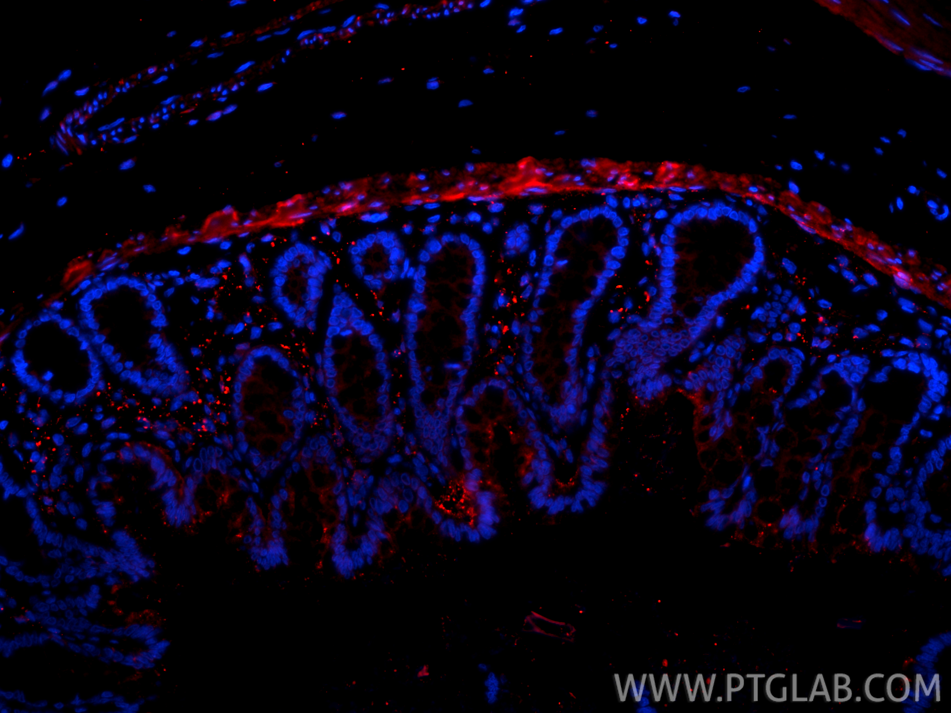 Immunofluorescence (IF) / fluorescent staining of rat colon tissue using CoraLite®594-conjugated Galectin-1 Polyclonal anti (CL594-11858)