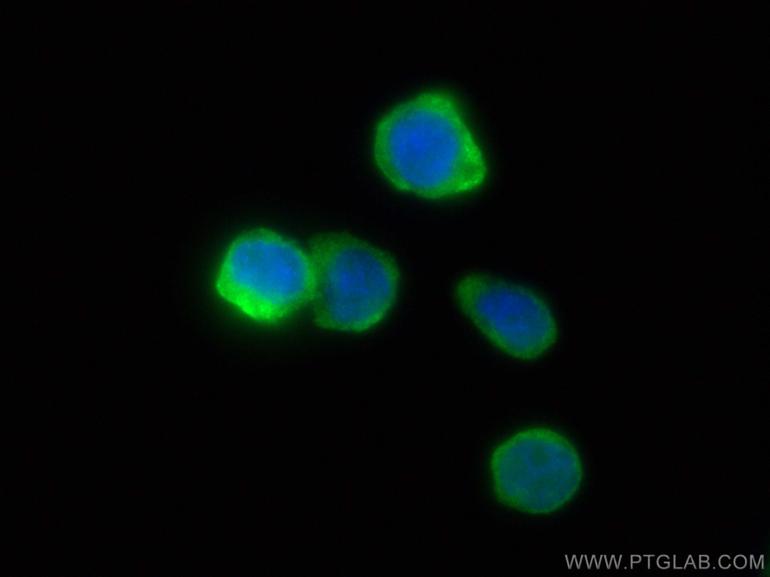 Immunofluorescence (IF) / fluorescent staining of THP-1 cells using Galectin 10 Polyclonal antibody (25225-1-AP)