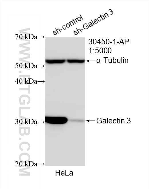 Western Blot (WB) analysis of HeLa cells using Galectin 3 Polyclonal antibody (30450-1-AP)