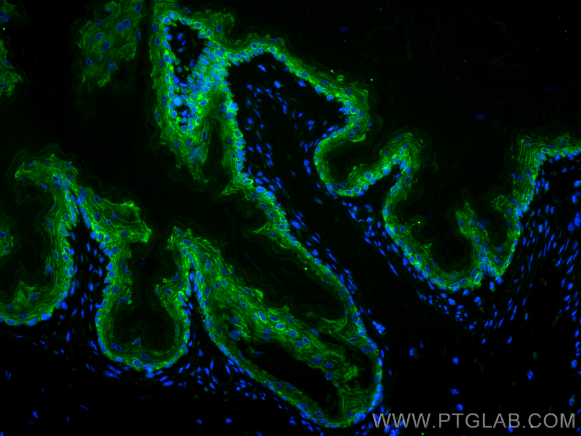 Immunofluorescence (IF) / fluorescent staining of mouse stomach tissue using CoraLite® Plus 488-conjugated Gastrokine 1 Monoclo (CL488-60130)