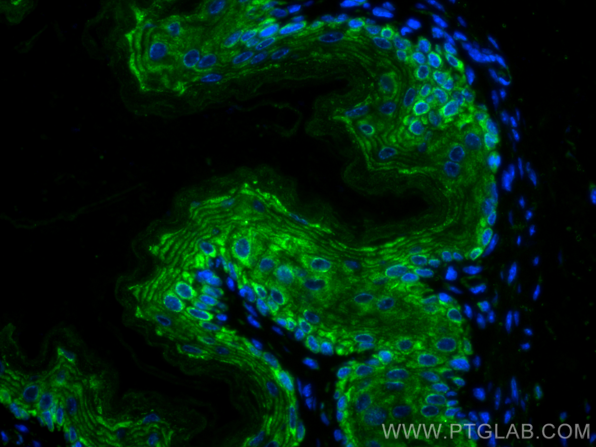 Immunofluorescence (IF) / fluorescent staining of mouse stomach tissue using CoraLite® Plus 488-conjugated Gastrokine 1 Monoclo (CL488-60130)