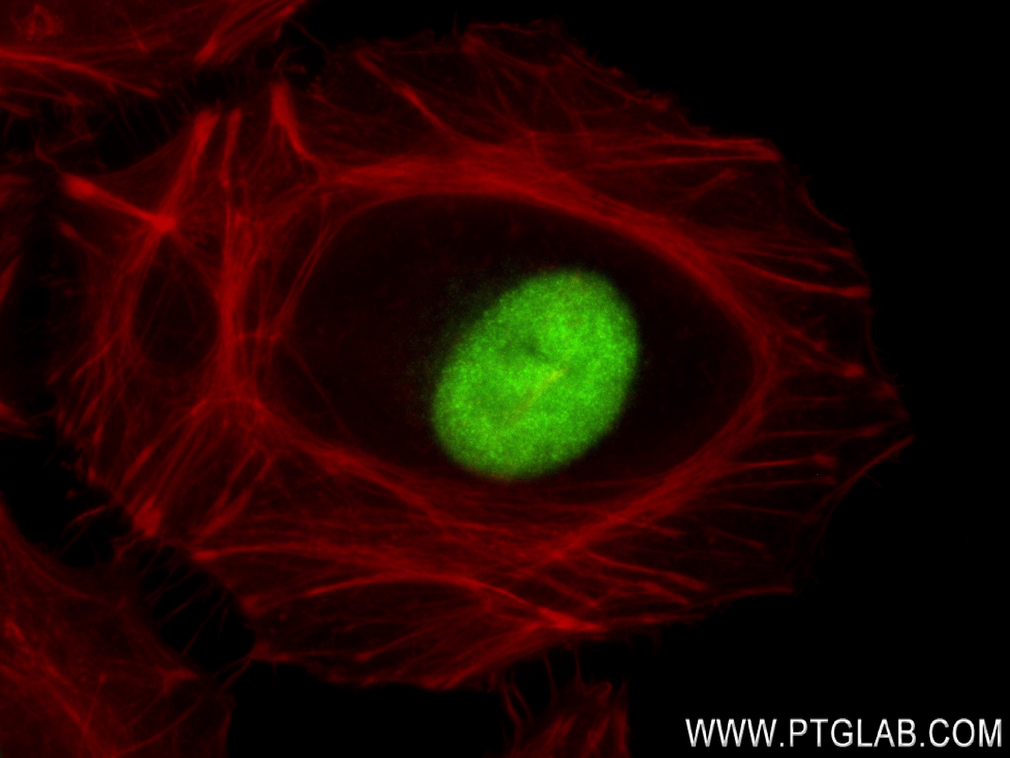 Immunofluorescence (IF) / fluorescent staining of HeLa cells using Geminin Recombinant antibody (84199-2-RR)