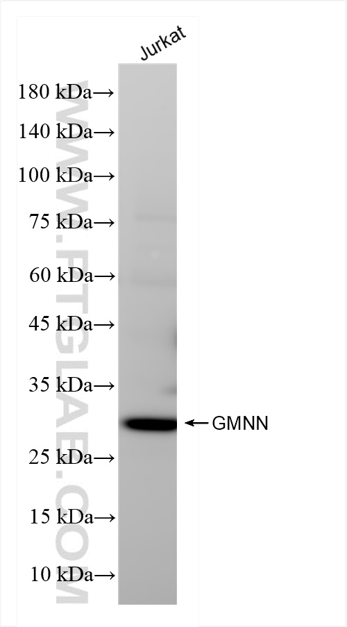 Western Blot (WB) analysis of Jurkat cells using Geminin Recombinant antibody (84199-2-RR)