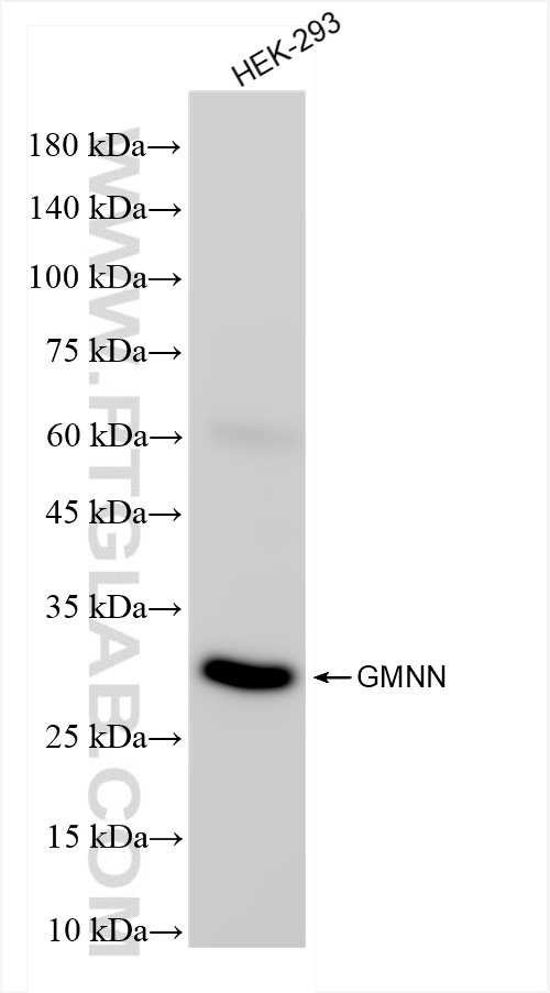 Western Blot (WB) analysis of HEK-293 cells using Geminin Recombinant antibody (84199-2-RR)