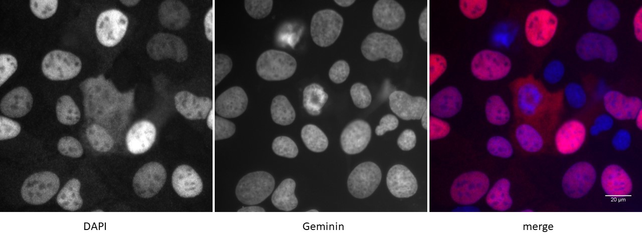 Detection of Geminin by immunofluorescence U2OS cells were stained with Geminin antibody at a dilution of 1:500. Left panel: DAPI. Middle panel: Geminin antibody staining. Right panel: merge.