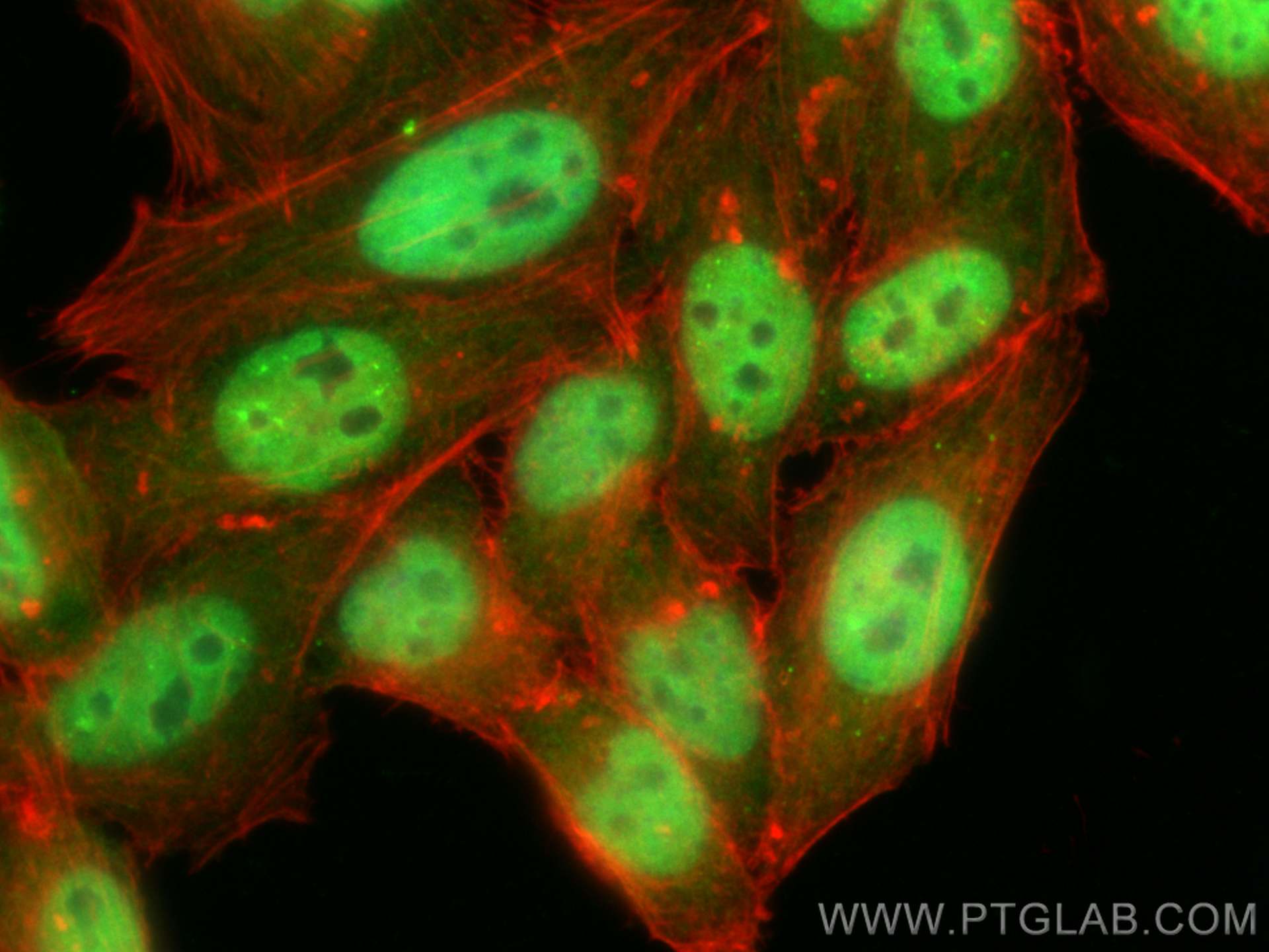 Immunofluorescence (IF) / fluorescent staining of HepG2 cells using CoraLite® Plus 488-conjugated Glucocorticoid recep (CL488-82619-4)