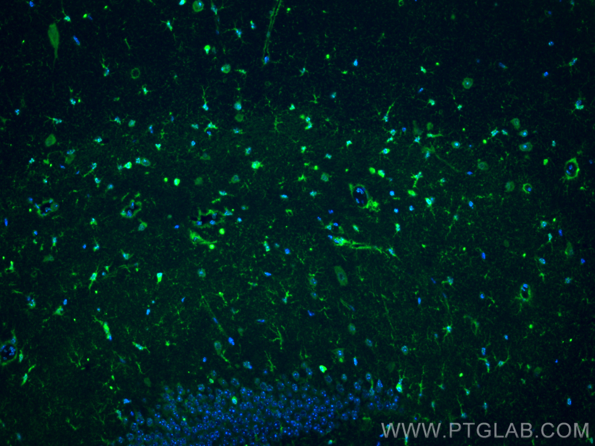 Immunofluorescence (IF) / fluorescent staining of mouse brain tissue using CoraLite® Plus 488-conjugated Glutamine Synthetase (CL488-66323-2)