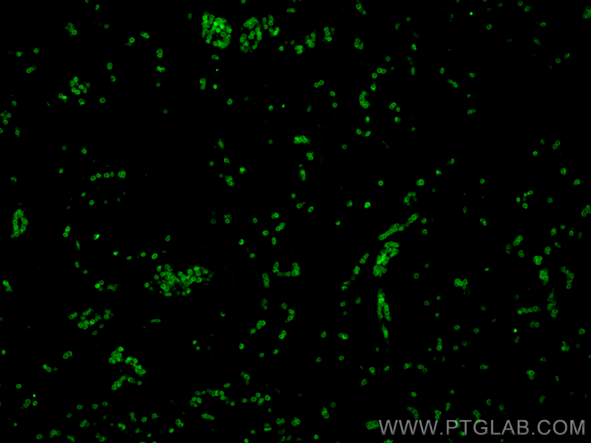 Immunofluorescence (IF) / fluorescent staining of human placenta tissue using CoraLite® Plus 488-conjugated Glycophorin A Polycl (CL488-15874)