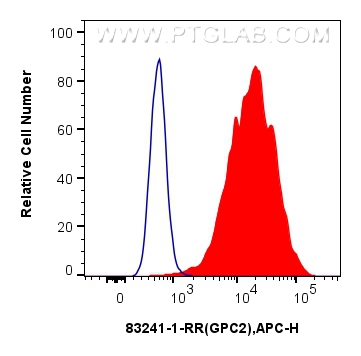 Glypican 2