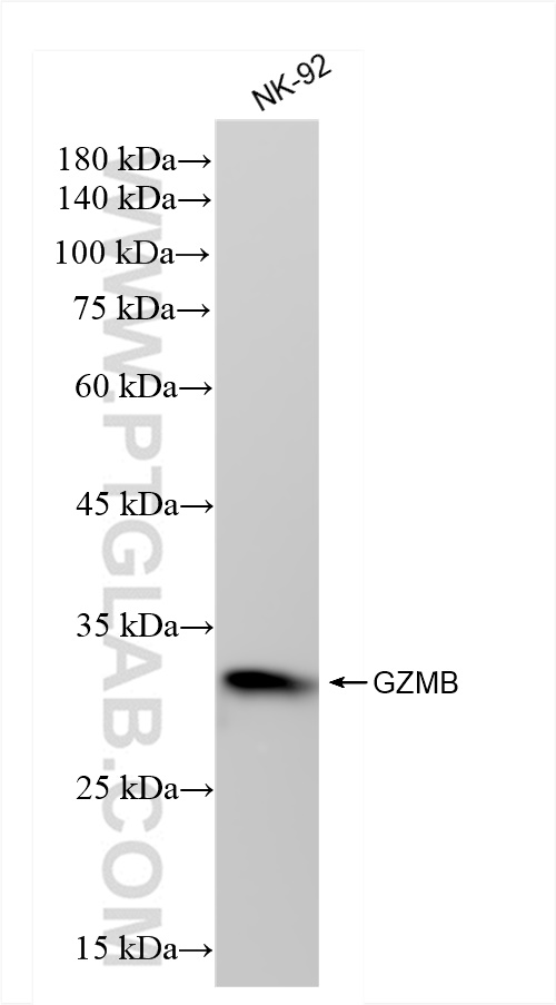 Western Blot (WB) analysis of NK-92 cells using Granzyme B Recombinant antibody (83763-5-RR)