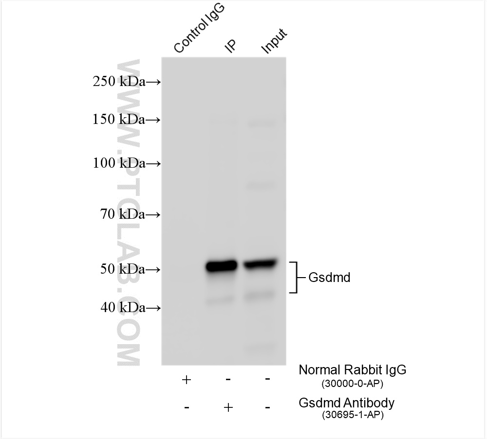 Immunoprecipitation (IP) experiment of RAW 264.7 cells using Gsdmd Polyclonal antibody (30695-1-AP)