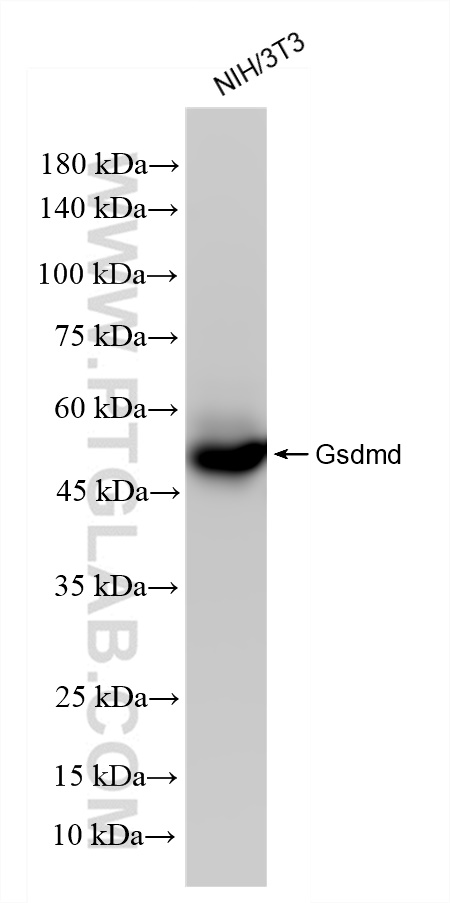 Western Blot (WB) analysis of NIH/3T3 cells using GSDMD Recombinant antibody (83562-3-RR)