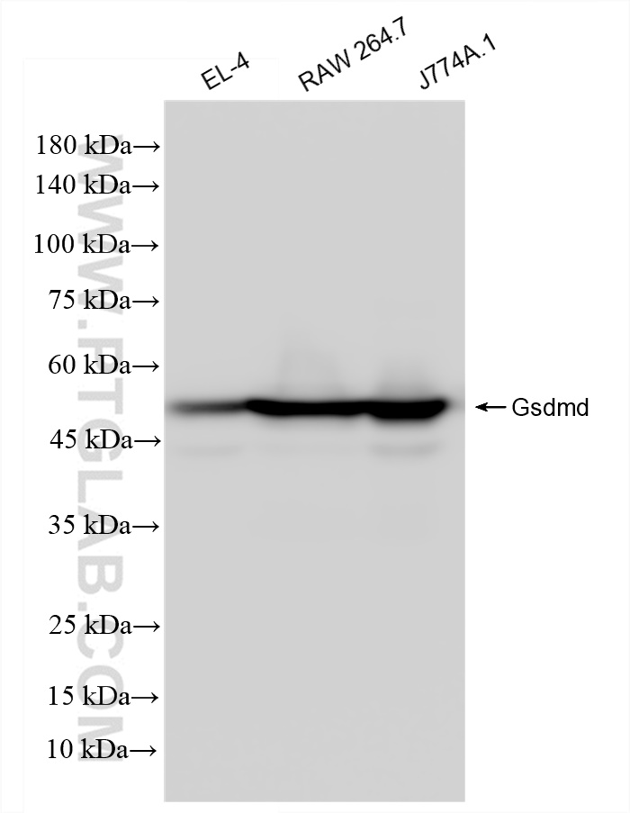 Western Blot (WB) analysis of various lysates using Gsdmd Recombinant antibody (83562-3-RR)