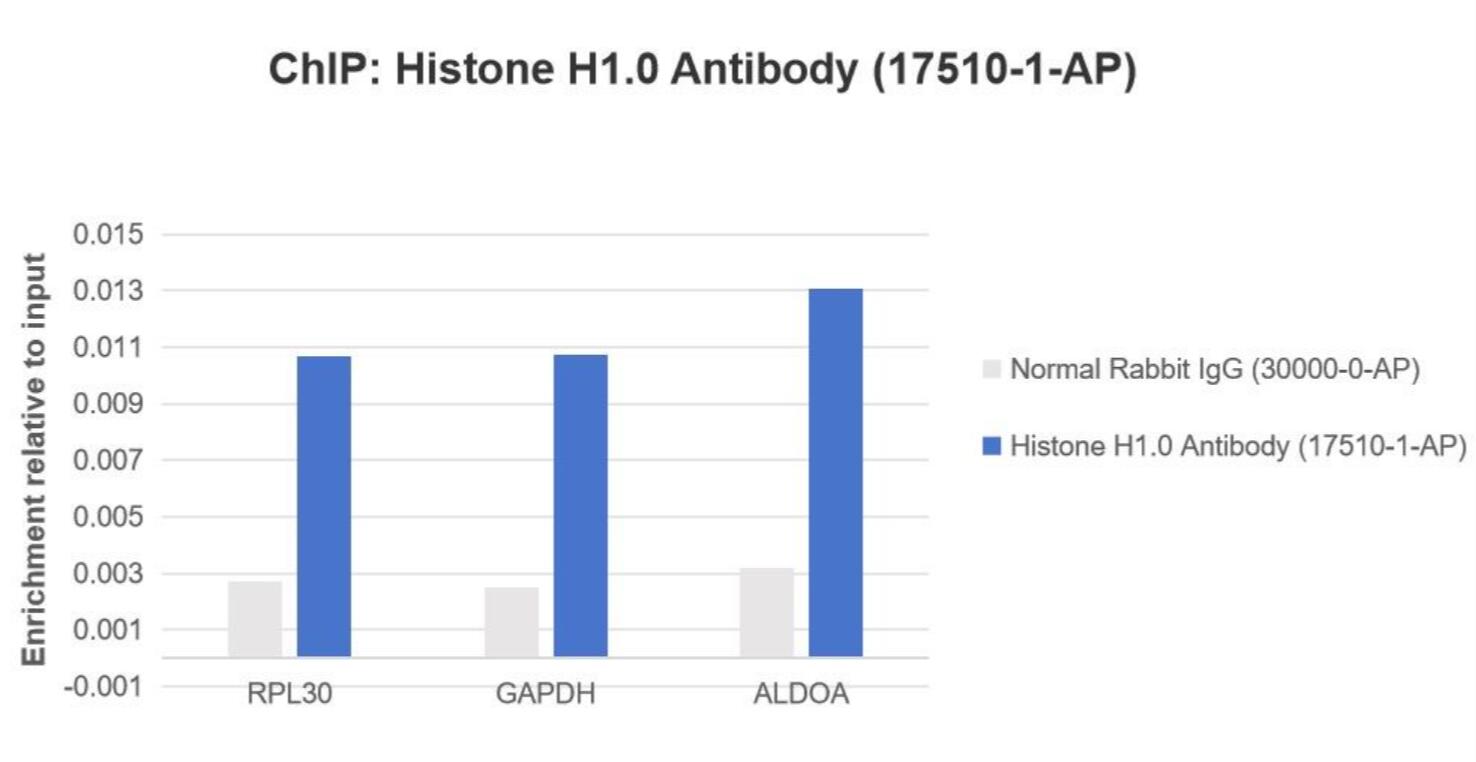 ChIP experiment of HeLa cells using Histone H1.0 Polyclonal antibody (17510-1-AP)