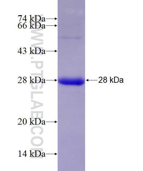 H2-K1 fusion protein Ag28470 SDS-PAGE