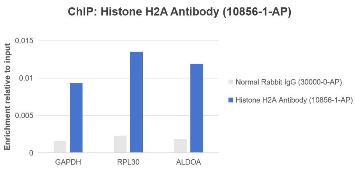 ChIP experiment of HEK-293 cells using Histone H2A.X Polyclonal antibody (10856-1-AP)