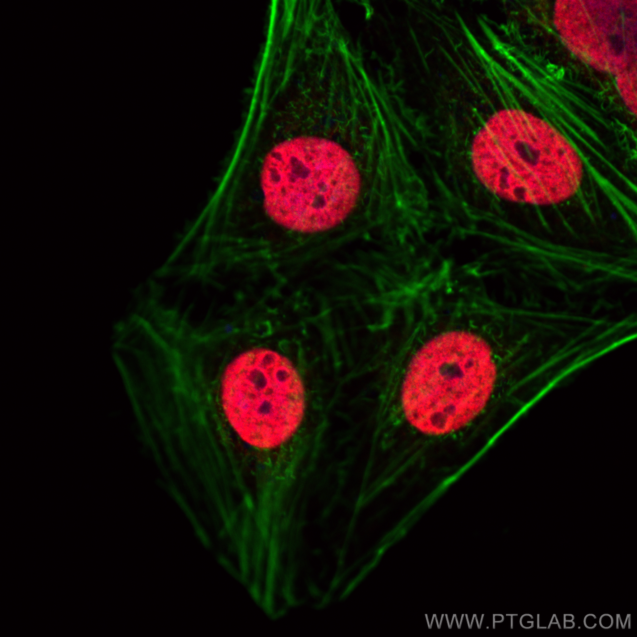 Immunofluorescence (IF) / fluorescent staining of U2OS cells using Histone H2A.X Polyclonal antibody (10856-1-AP)