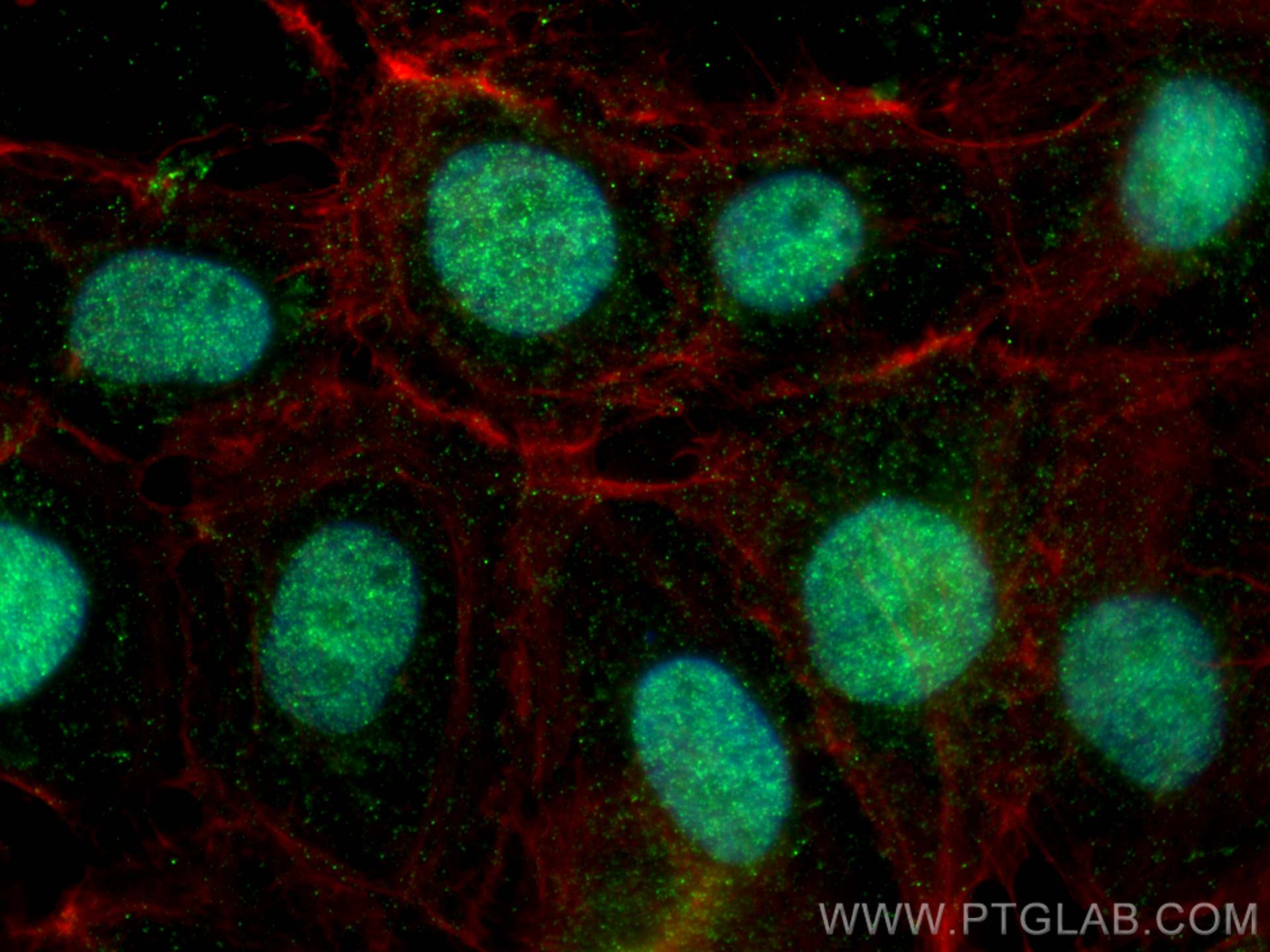 Immunofluorescence (IF) / fluorescent staining of A431 cells using Histone H3.3 Polyclonal antibody (13754-1-AP)