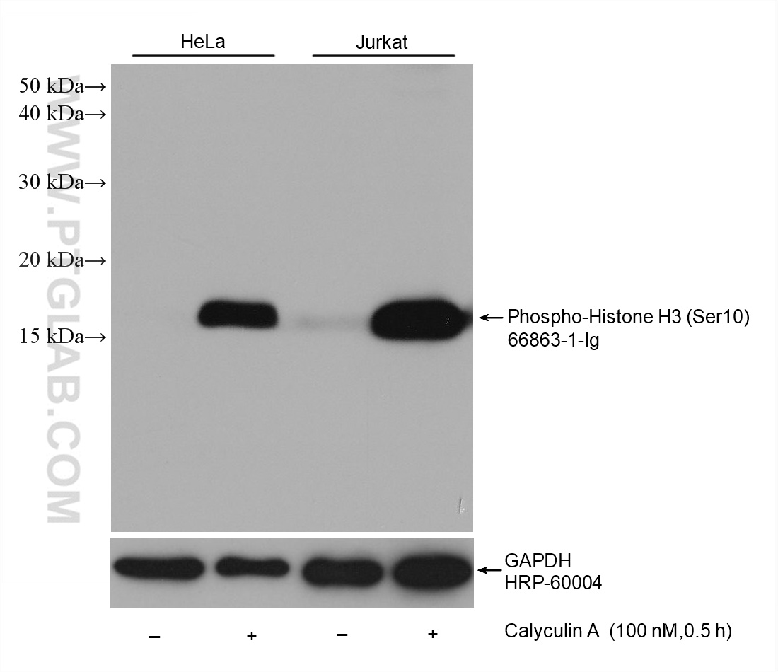 Western Blot (WB) analysis of various lysates using Phospho-Histone H3 (Ser10) Monoclonal antibody (66863-1-Ig)