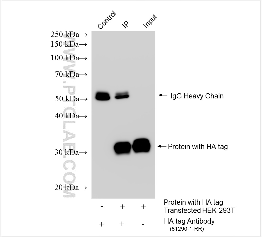 Immunoprecipitation (IP) experiment of Transfected HEK-293T cells using HA Tag Recombinant antibody (81290-1-RR)