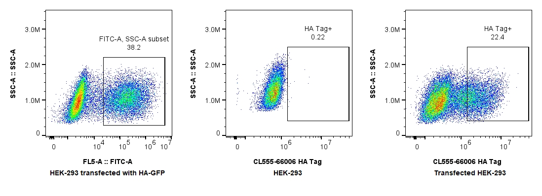 Flow cytometry (FC) experiment of Transfected HEK-293 cells using CoraLite®555-conjugated HA Tag Monoclonal antibody (CL555-66006)