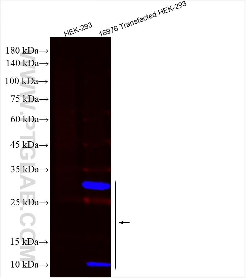Western Blot (WB) analysis of Transfected HEK-293 cells using CoraLite® Plus 750-conjugated HA tag Polyclonal an (CL750-51064-2)