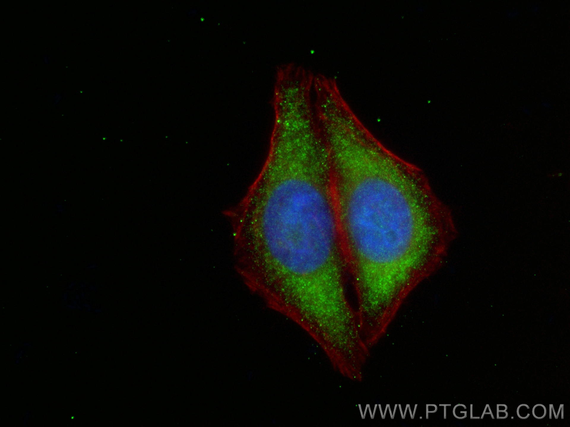 Immunofluorescence (IF) / fluorescent staining of HepG2 cells using CoraLite® Plus 488-conjugated HABP2 Monoclonal ant (CL488-67867)